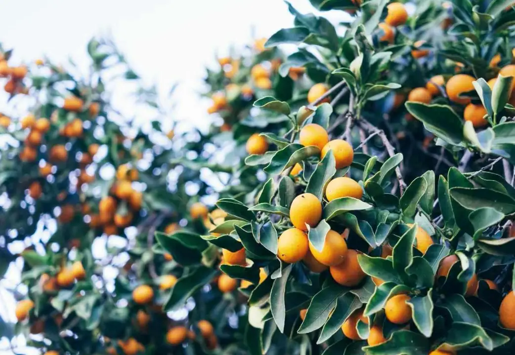 盆栽金桔