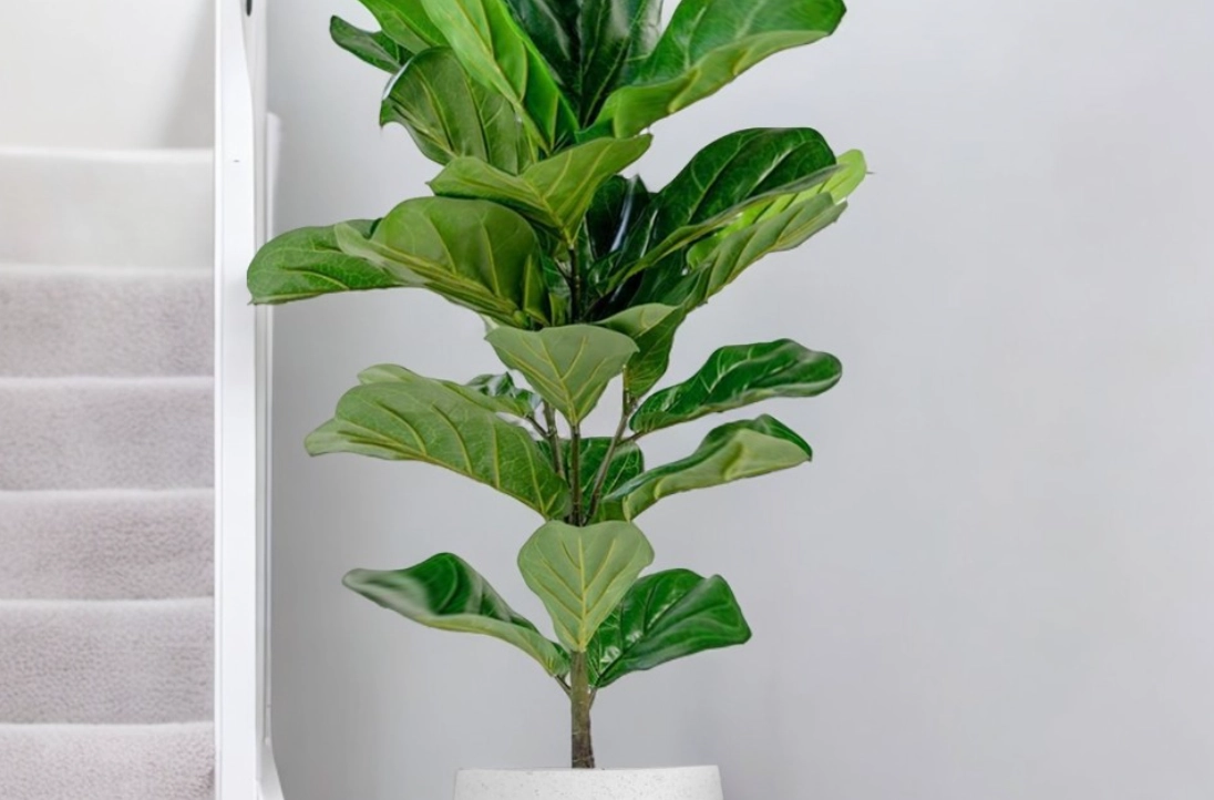 辦公室盆栽養護