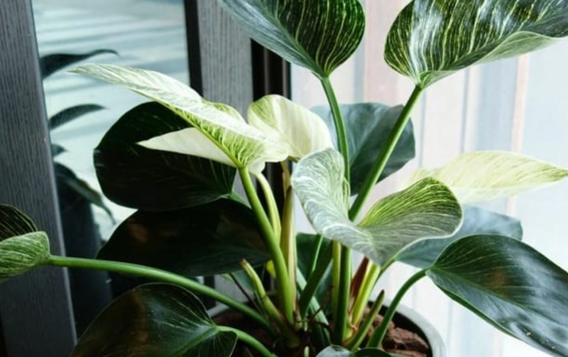 適合新手的室內植物