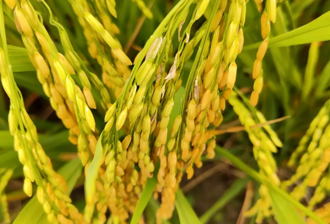 水稻種植步驟 水稻種植步驟