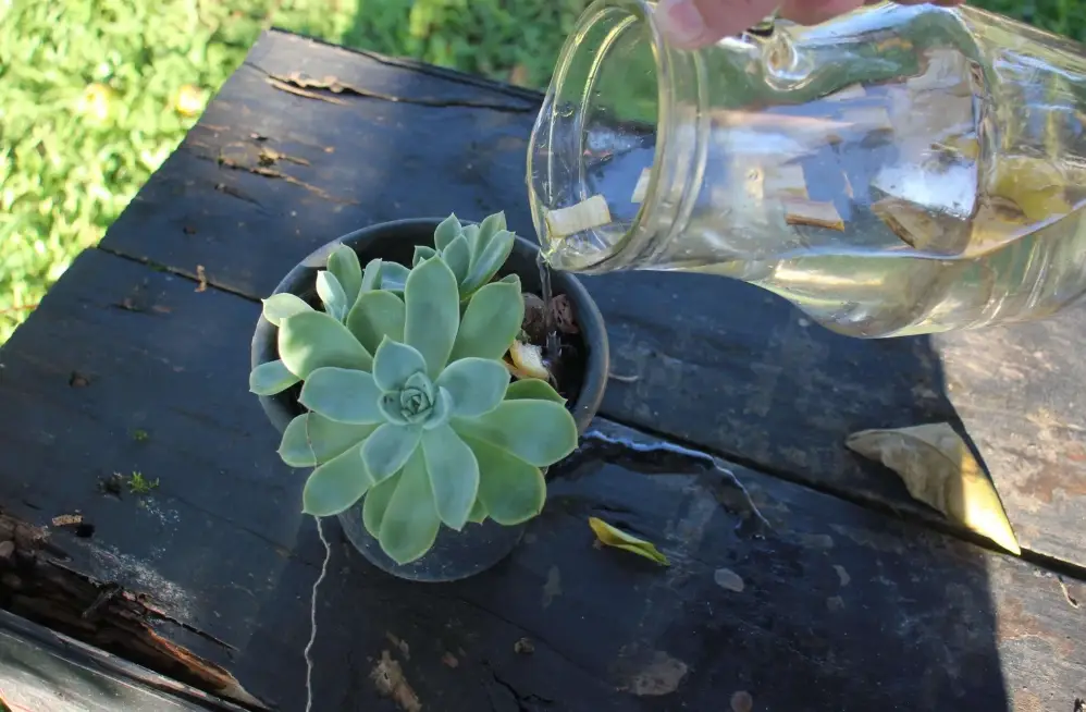 多肉植物澆水方法 多肉植物澆水方法