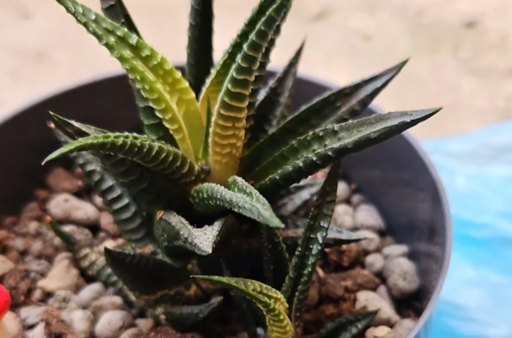 十二之卷 葉子變黃