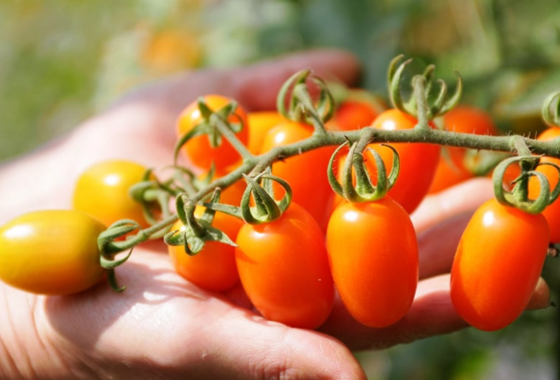 小蜜番茄種植