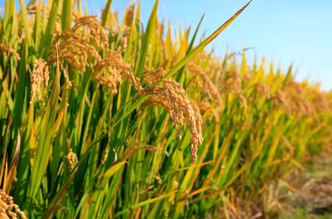台灣水稻種植 台灣水稻種植