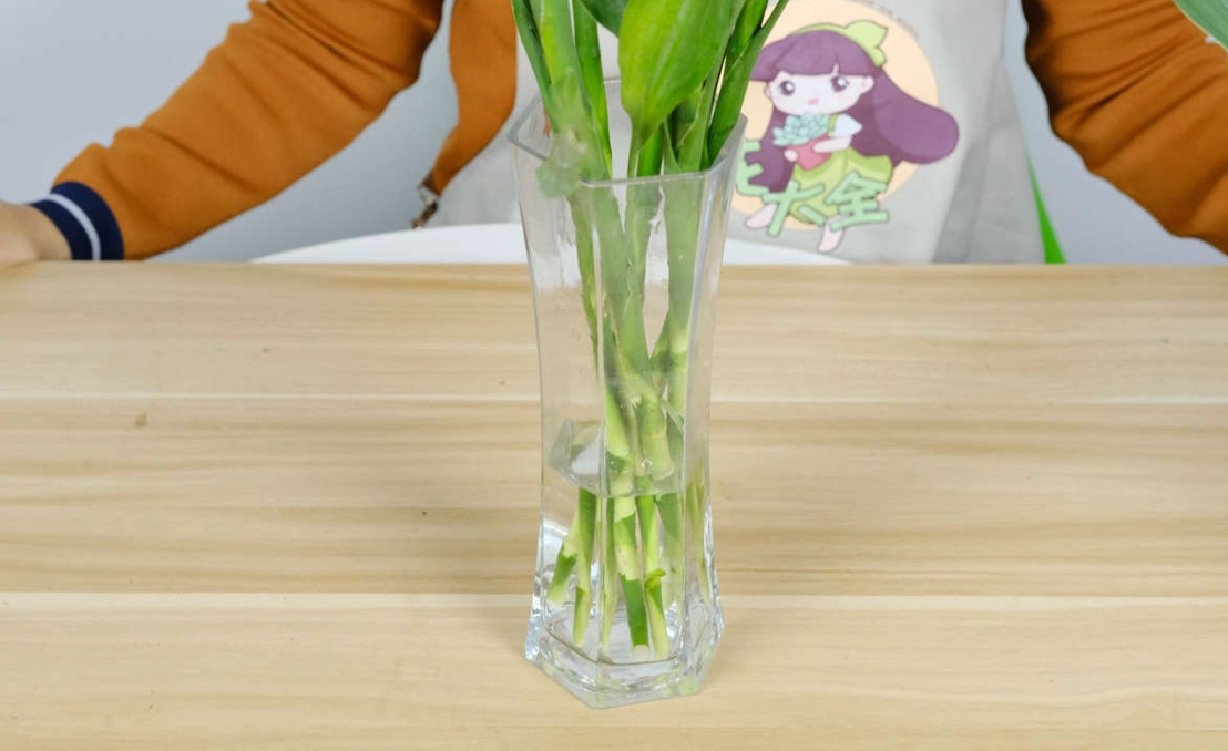 富貴竹水養方法 富貴竹水養方法