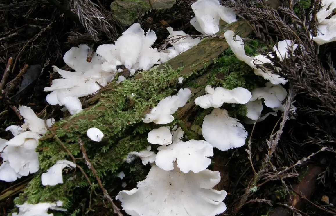 木材腐朽 木材腐朽