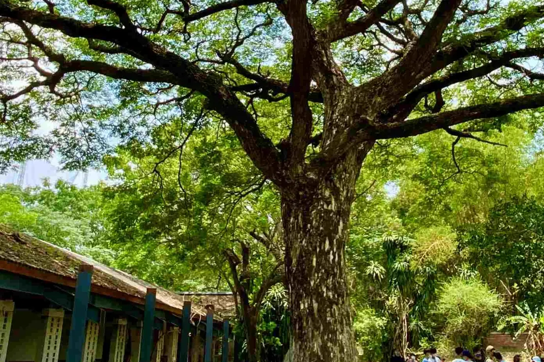 雨傘樹景點 雨傘樹景點