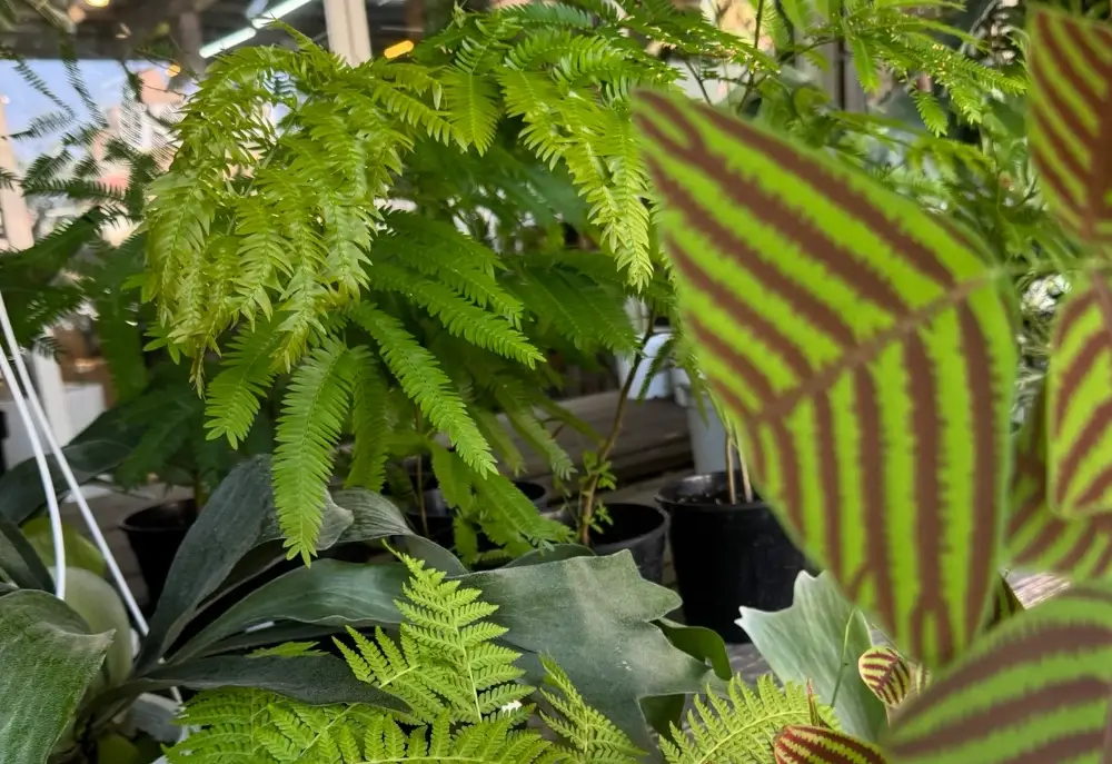 小豆樹葉子捲曲原因