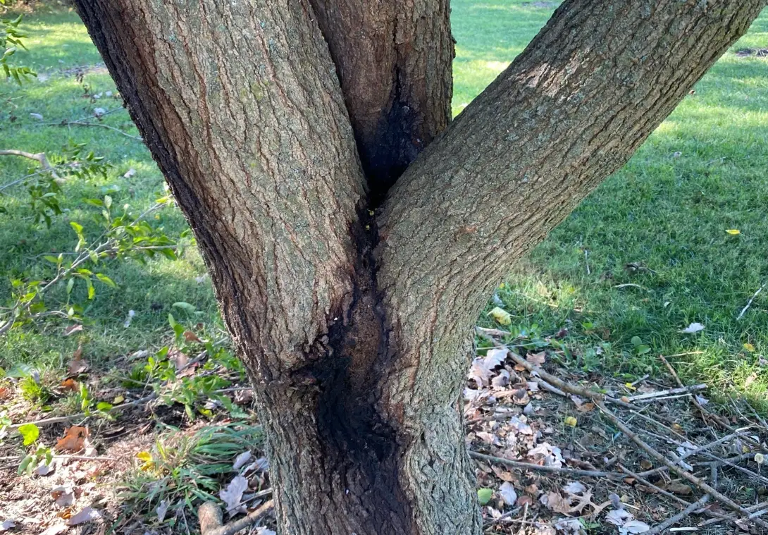 真菌病害 真菌病害