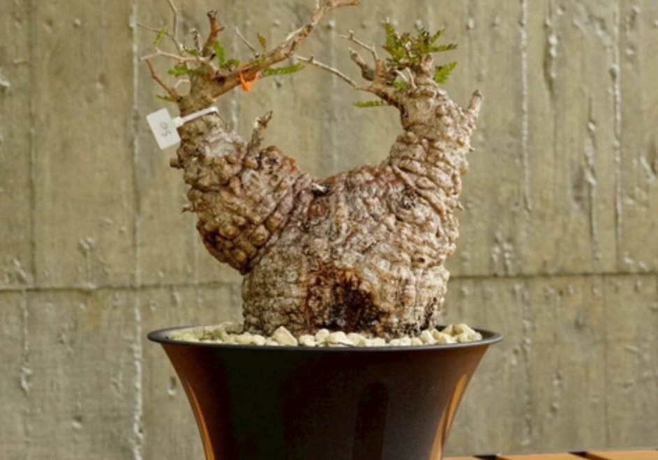 塊根植物照顧 塊根植物照顧