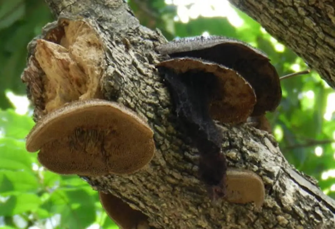 真菌病害 真菌病害