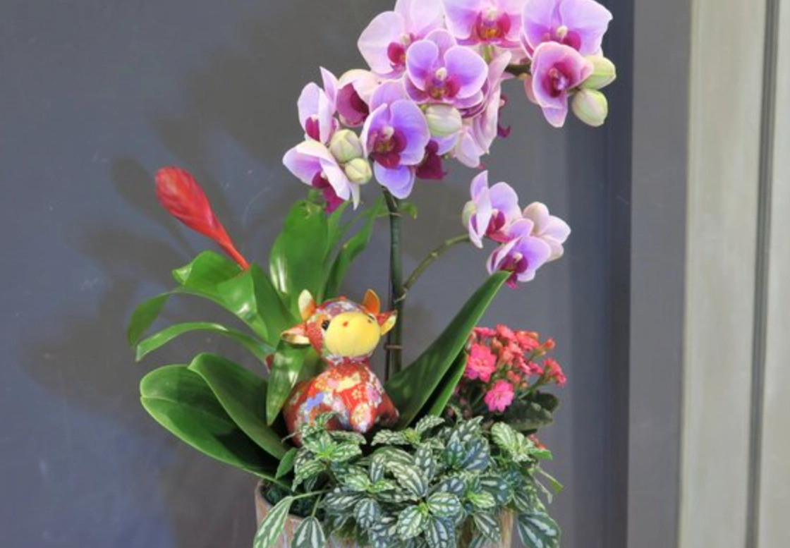 蘭花組合盆栽教學