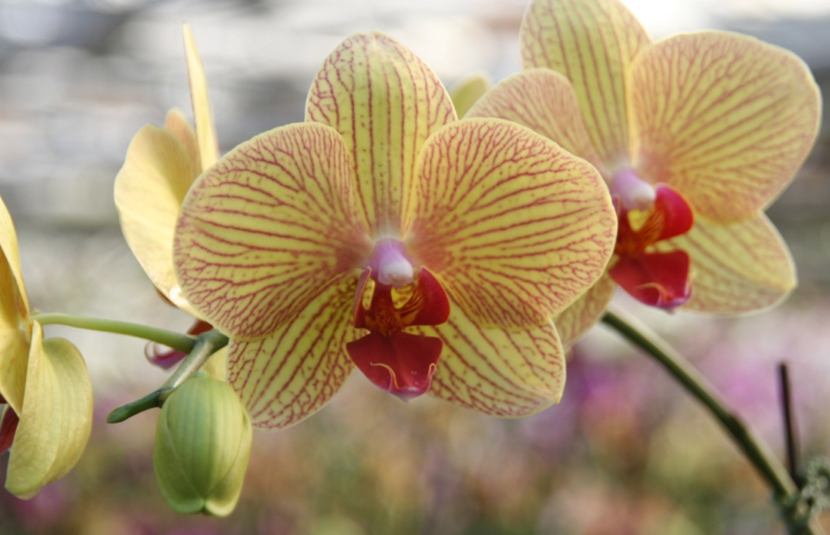 蘭花後期照顧 蘭花後期照顧