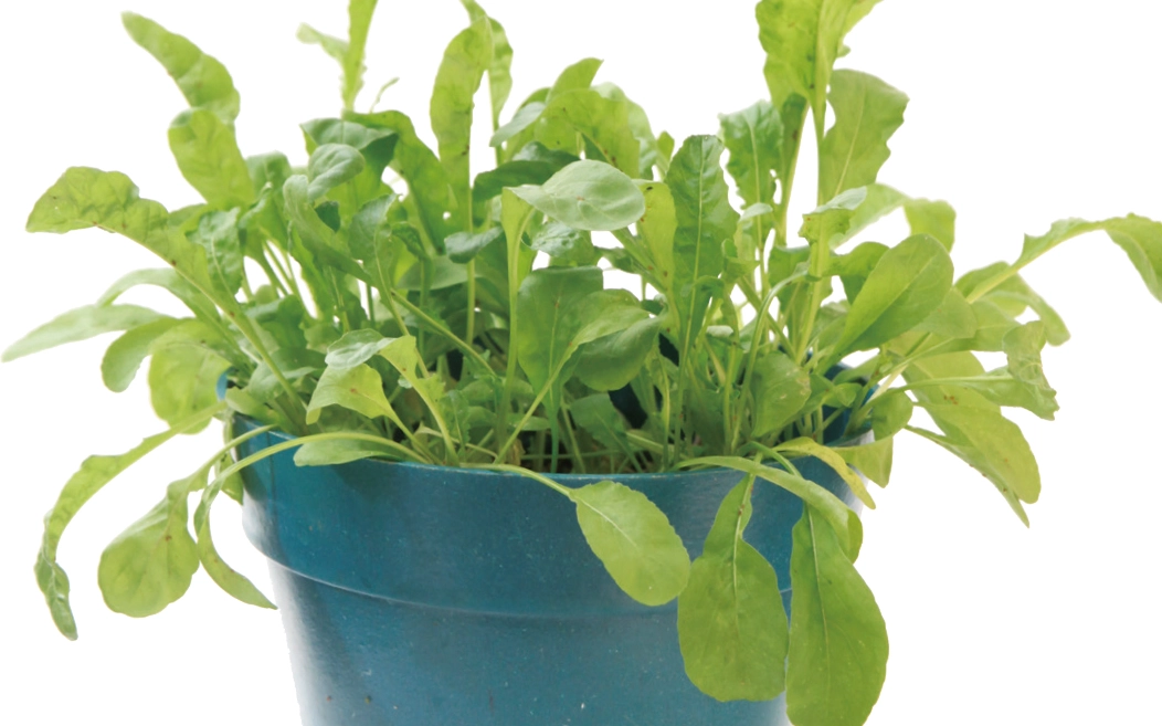 室內植物推薦 室內植物推薦