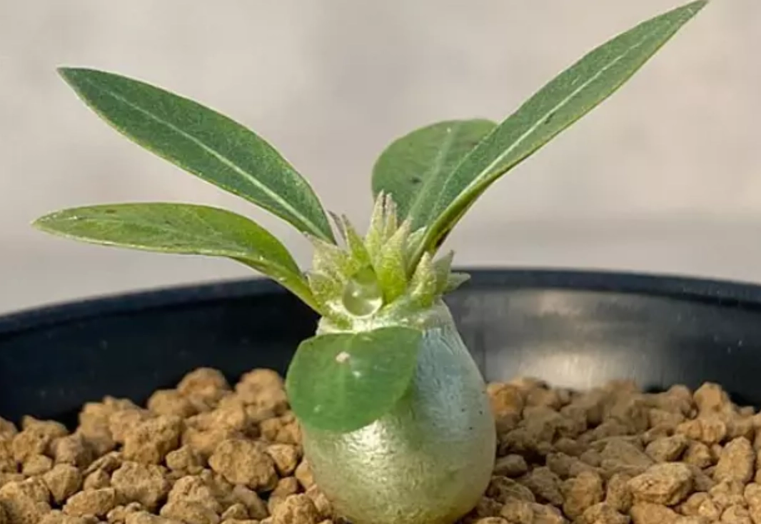 塊根植物照顧 塊根植物照顧