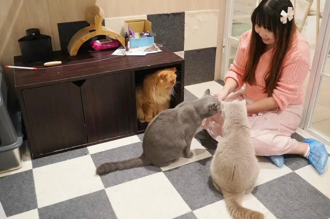 三重貓咖推薦 三重貓咖推薦