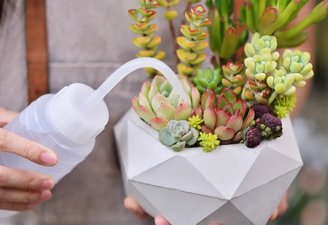 多肉植物澆水方法 多肉植物澆水方法