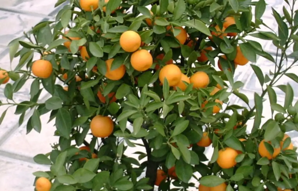 金桔如何種植