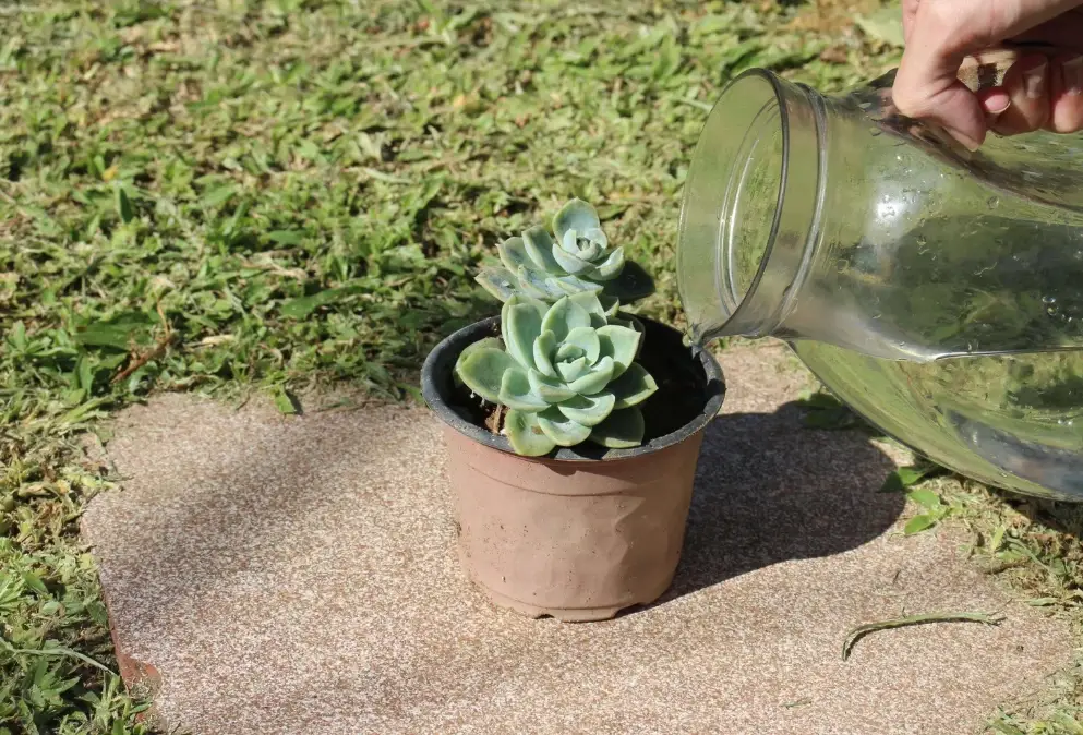 多肉植物多久澆一次水 多肉植物多久澆一次水