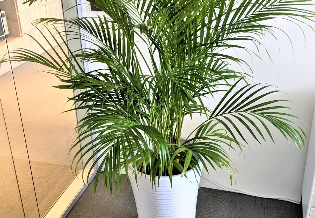 黃椰葉子發黃 黃椰葉子發黃