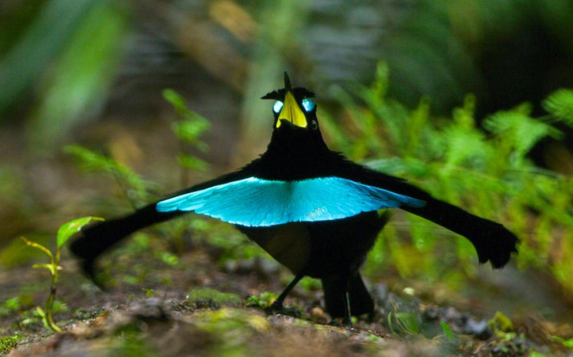 台灣賞鳥地點 台灣賞鳥地點