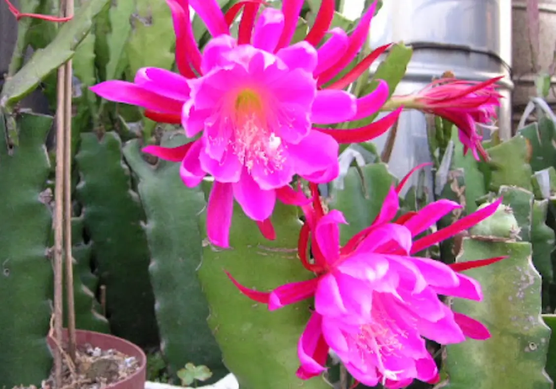 孔雀仙人掌照顧