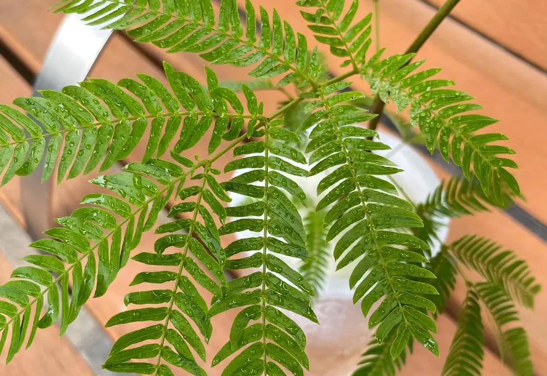 小豆樹葉子捲曲怎麼辦