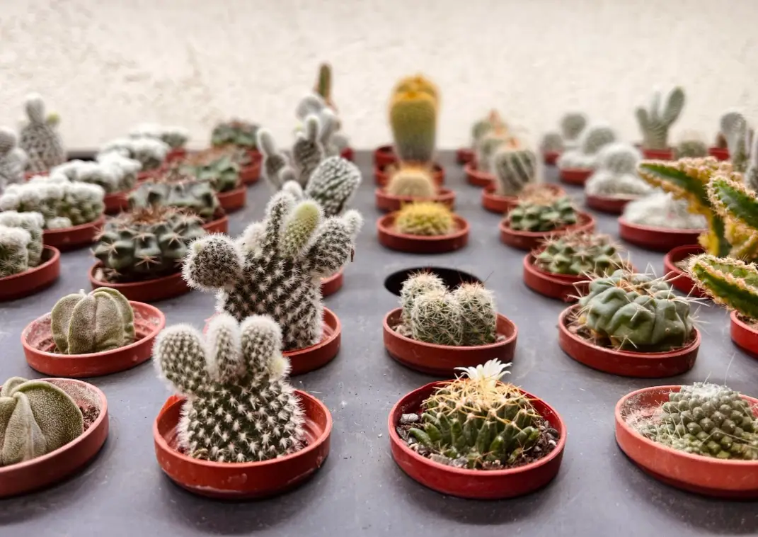 如何種植仙人掌