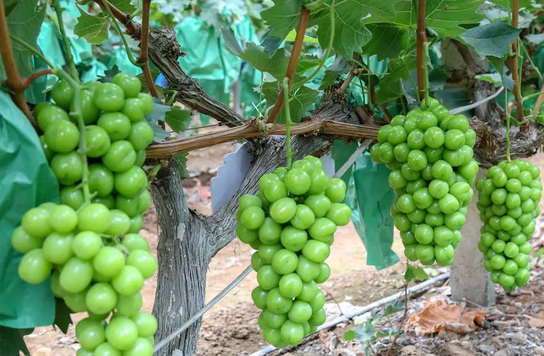 陽光玫瑰葡萄台灣種植 陽光玫瑰葡萄台灣種植