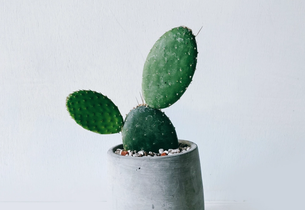 仙人掌土壤酸碱度