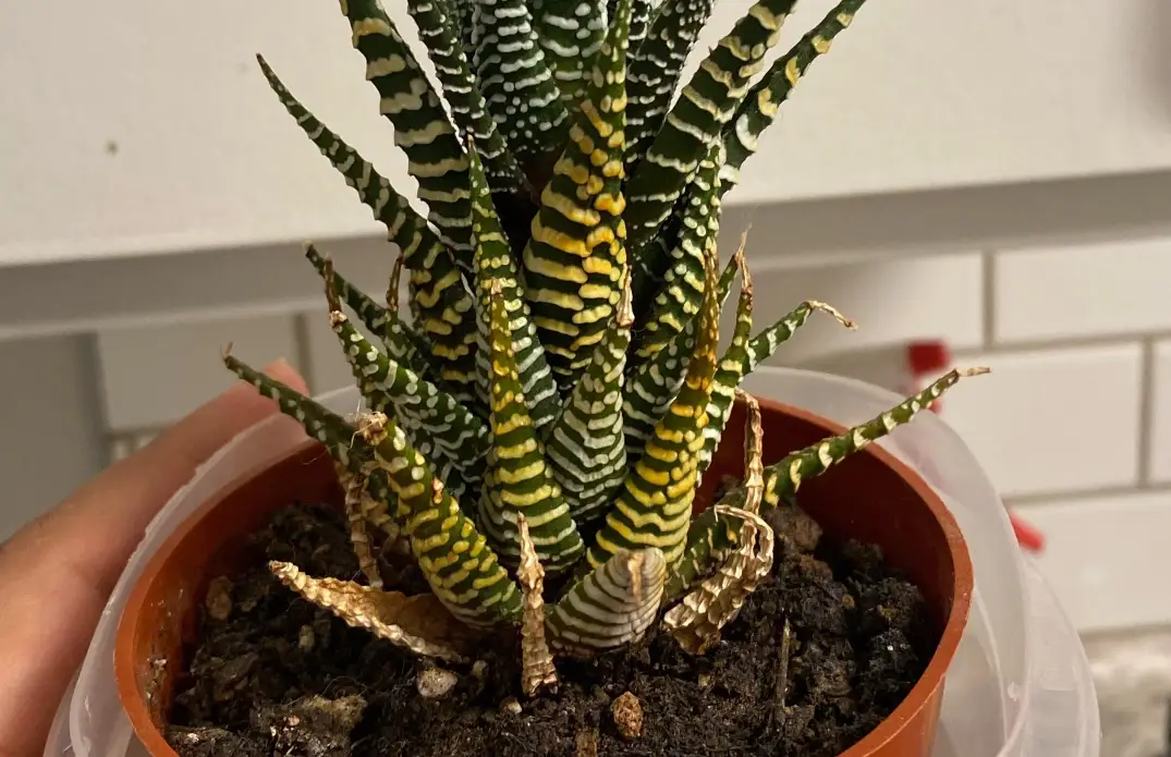 十二之卷 葉子變黃