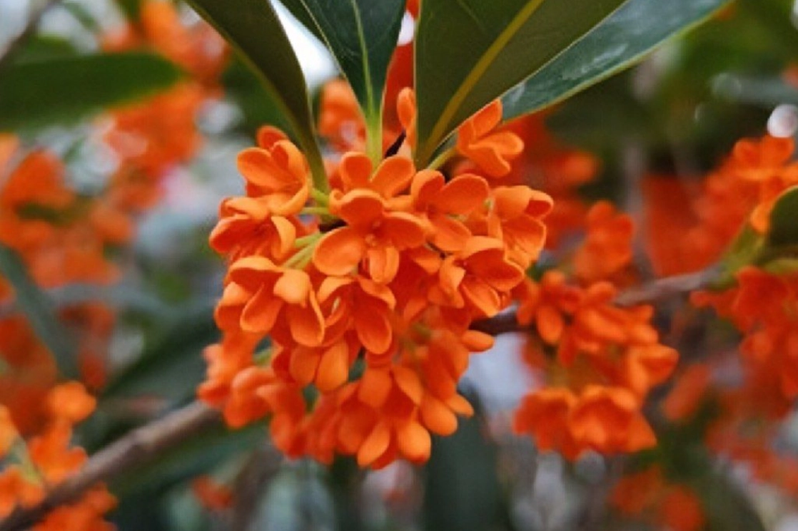 紅桂花盆栽 紅桂花盆栽