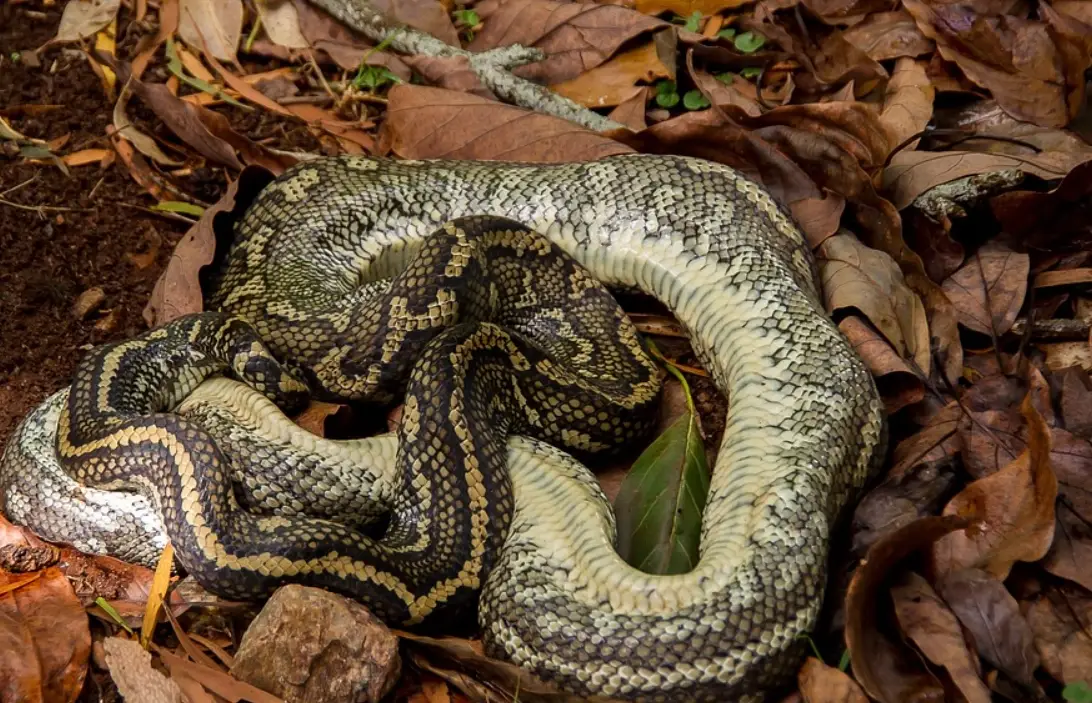 夢見蛇從高處掉落