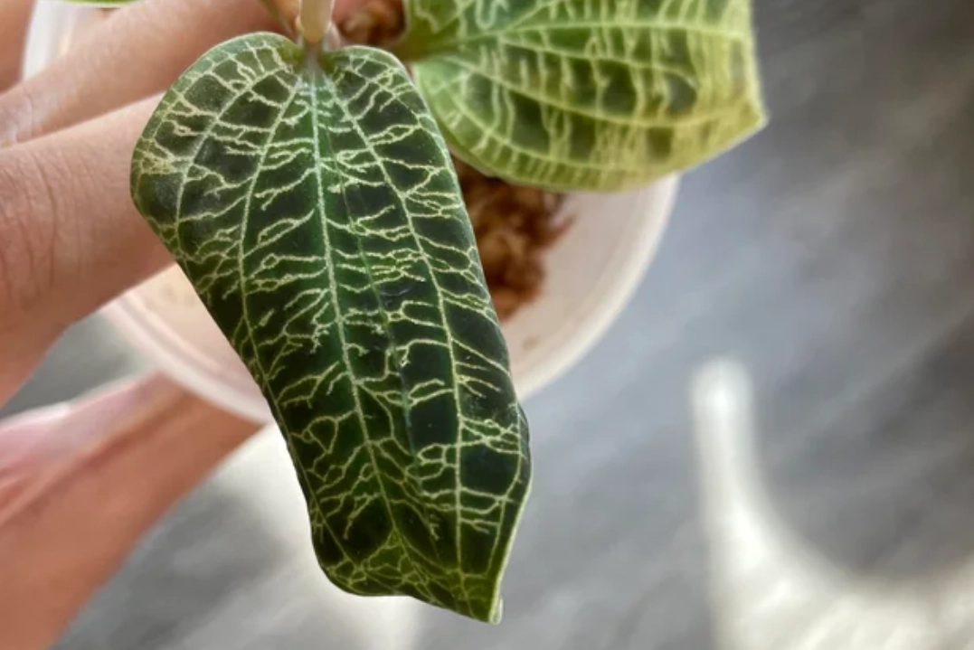 網紋草葉子捲曲原因 網紋草葉子捲曲原因