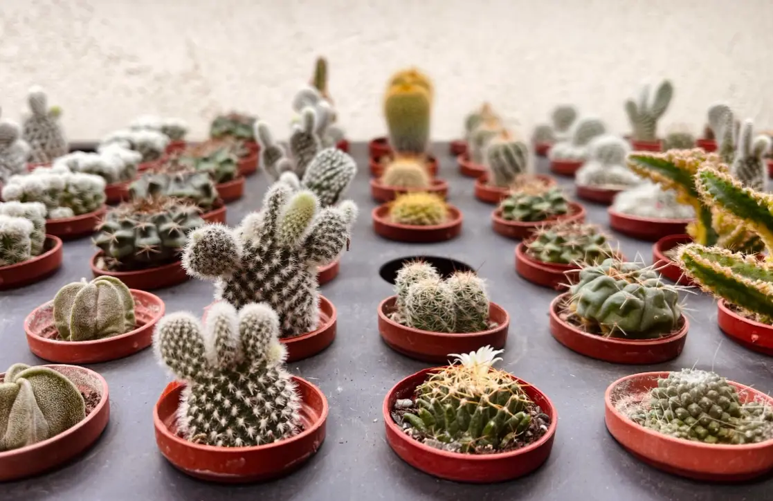 仙人掌酸碱值测试