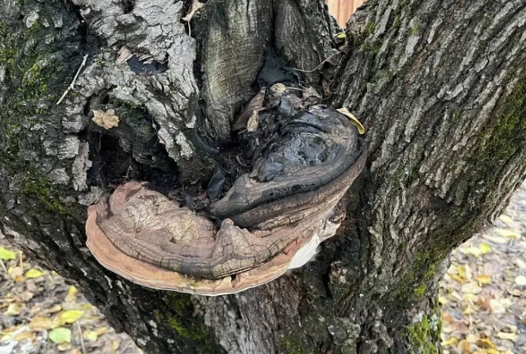 木材腐朽 木材腐朽