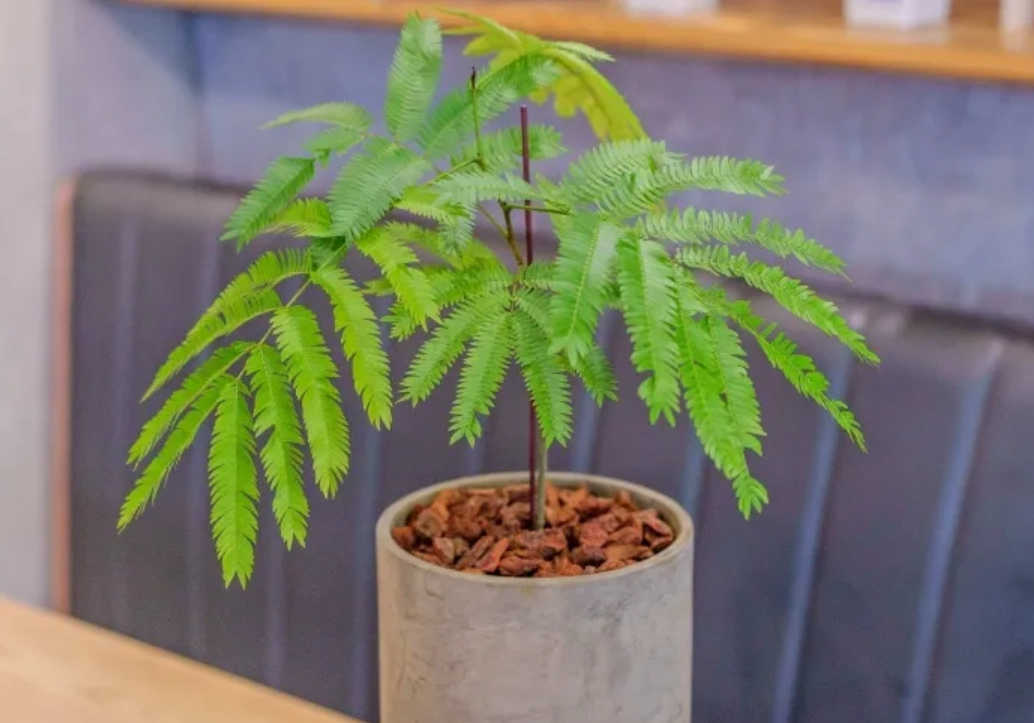 小豆樹葉子捲曲原因