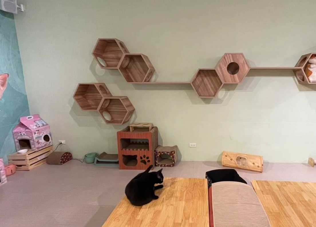 三重貓咖攻略 三重貓咖攻略