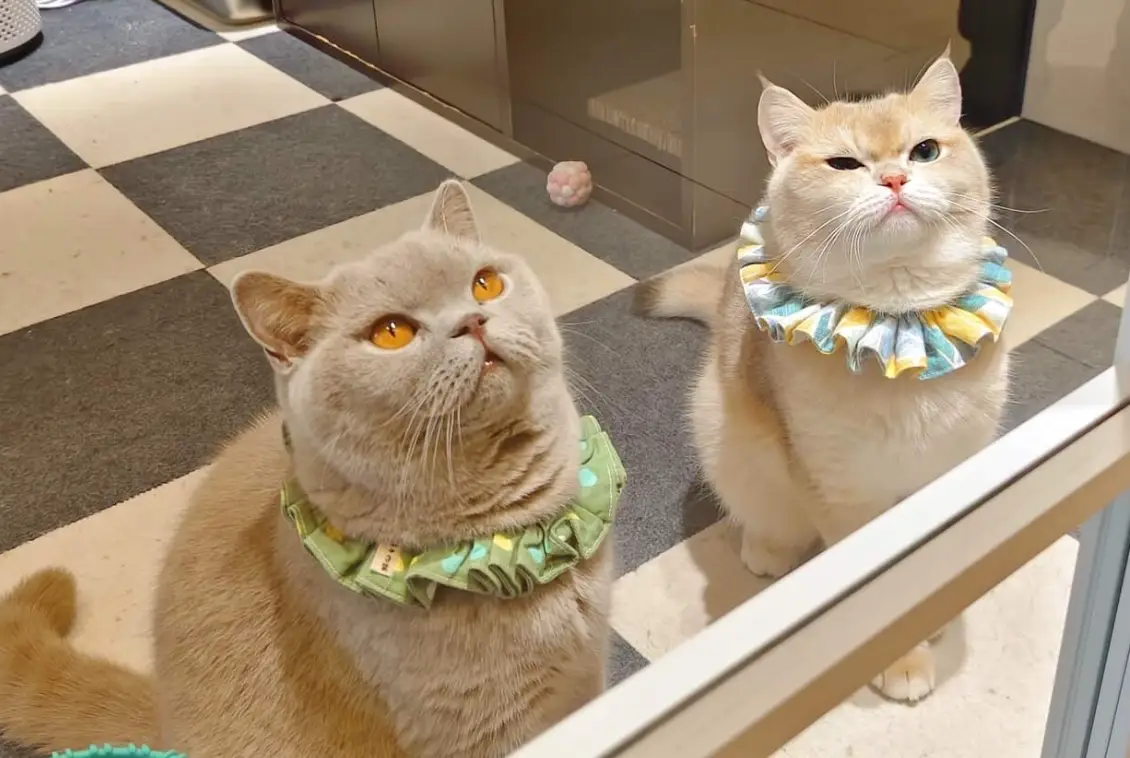 三重貓咖攻略 三重貓咖攻略