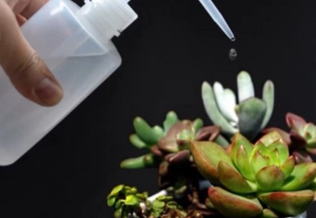多肉植物多久澆一次水 多肉植物多久澆一次水