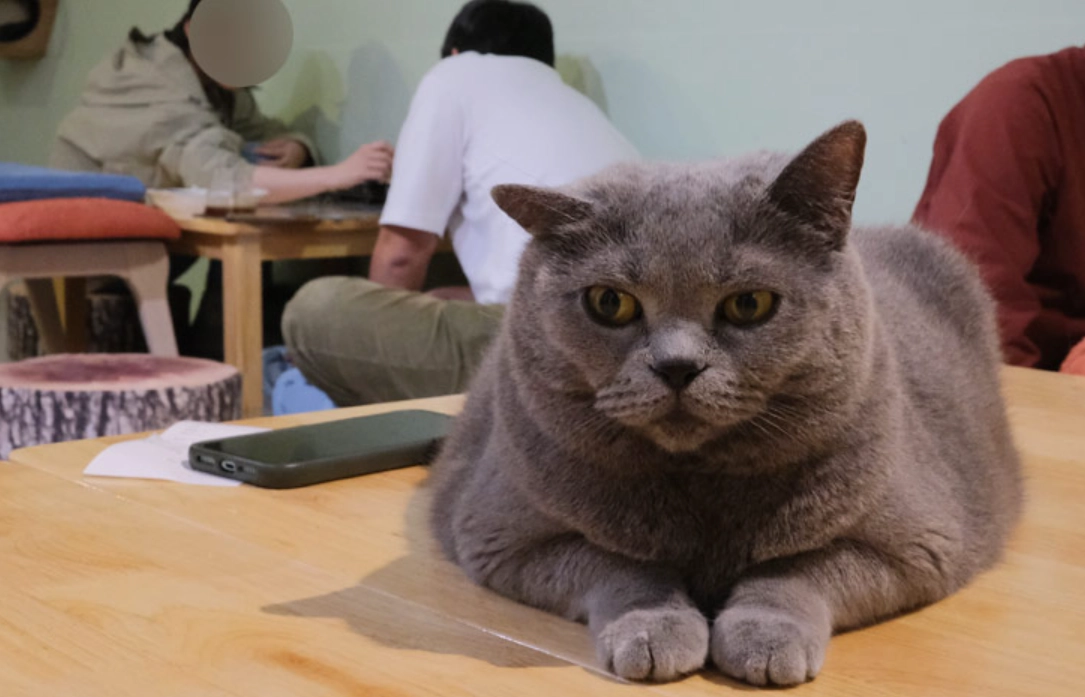 三重貓咖攻略 三重貓咖攻略