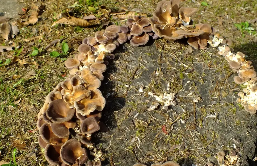 真菌病害 真菌病害