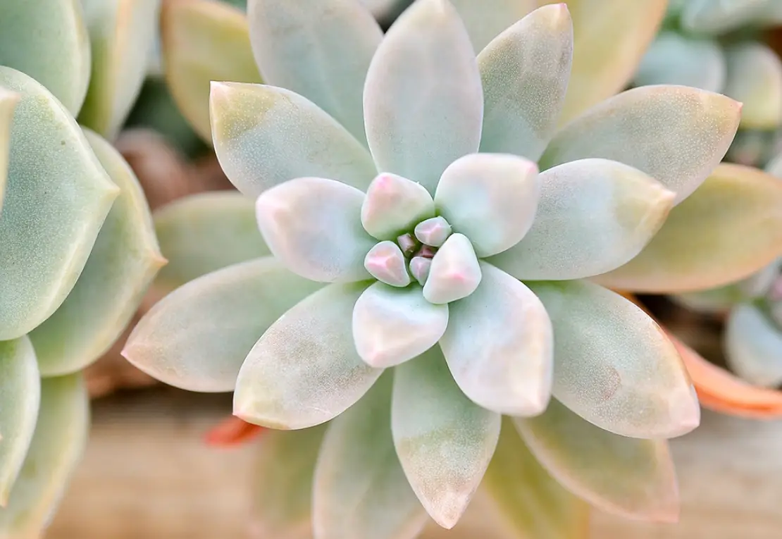 多肉植物養護技巧