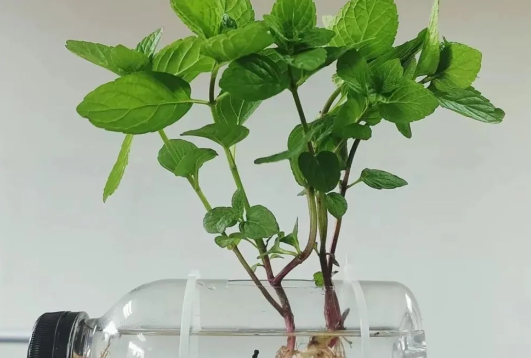 室內水耕植物