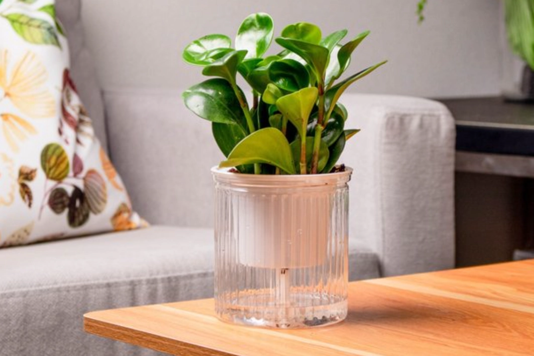 對貓無毒的植物