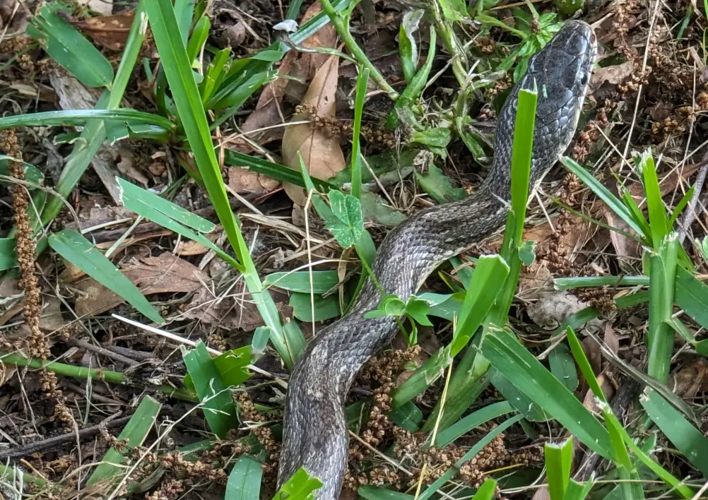 夢見蛇從高處掉落