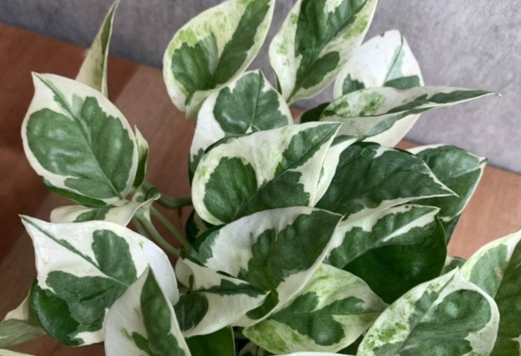 白斑黃金葛 照顧