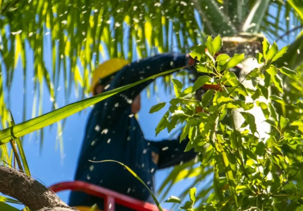 盆栽矮化技巧 盆栽矮化技巧