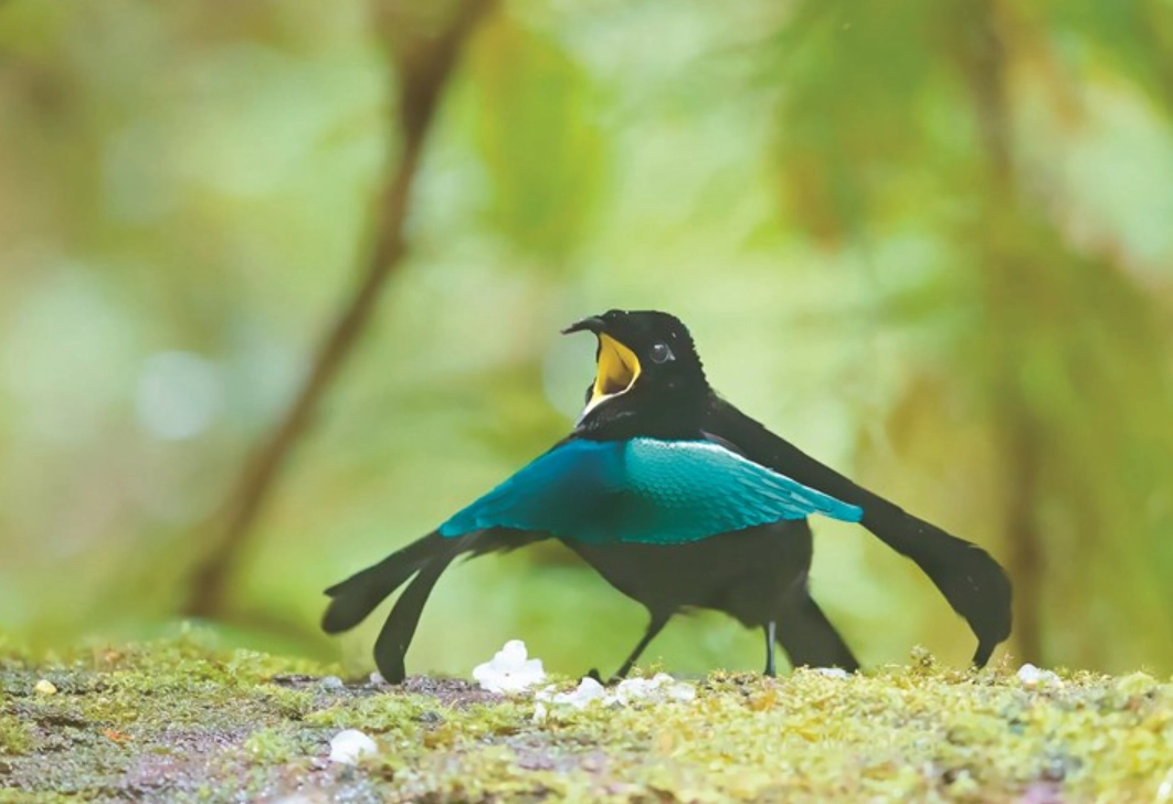 天堂鳥求偶舞蹈 天堂鳥求偶舞蹈