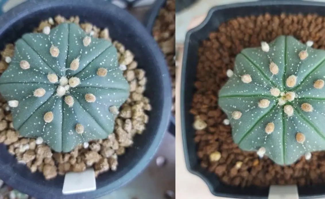 無刺仙人掌品種